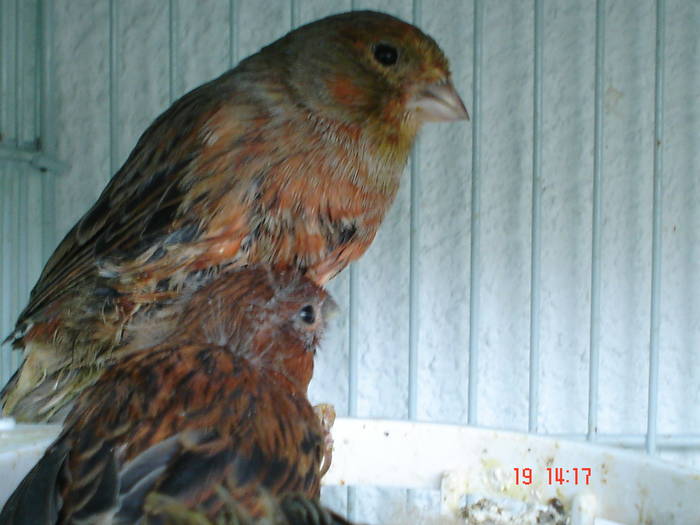 DSC03999 - canari poze 2009