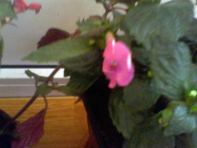 Picture 026 - achimenes