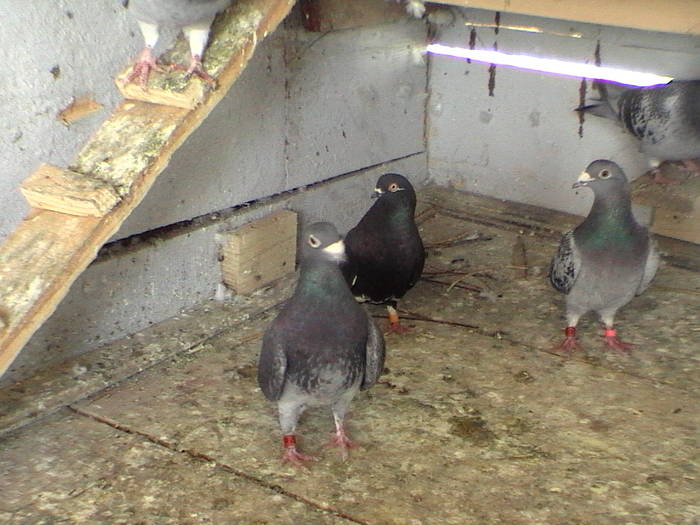 DVC00101 - porumbeii mei