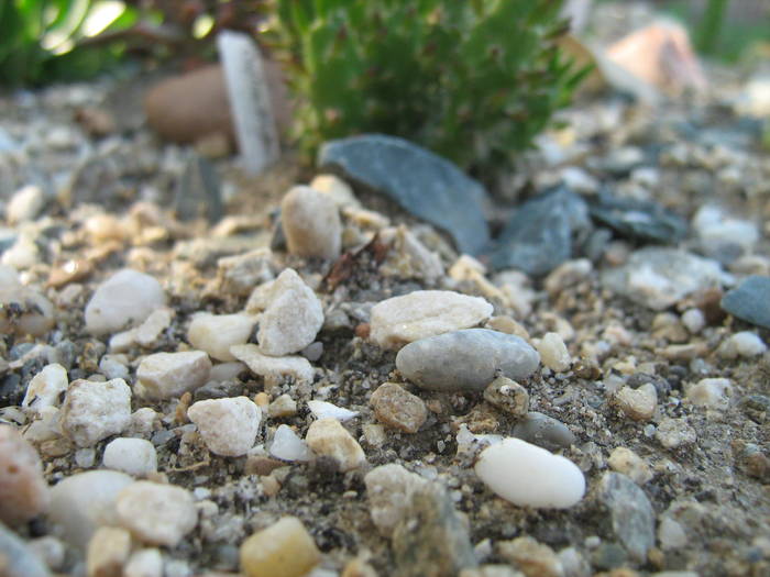 IMG_8186 - Cactusi la mosie 17 iunie 2009
