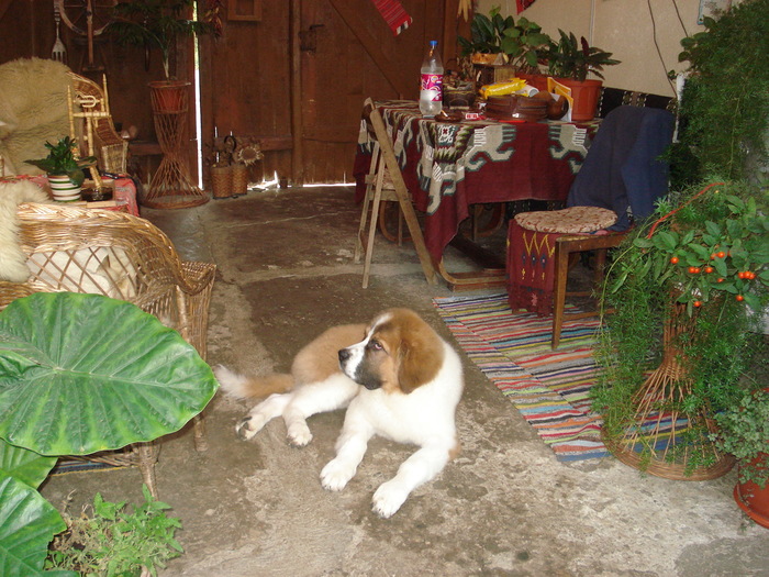 beethowen la 5 luni - saint bernard