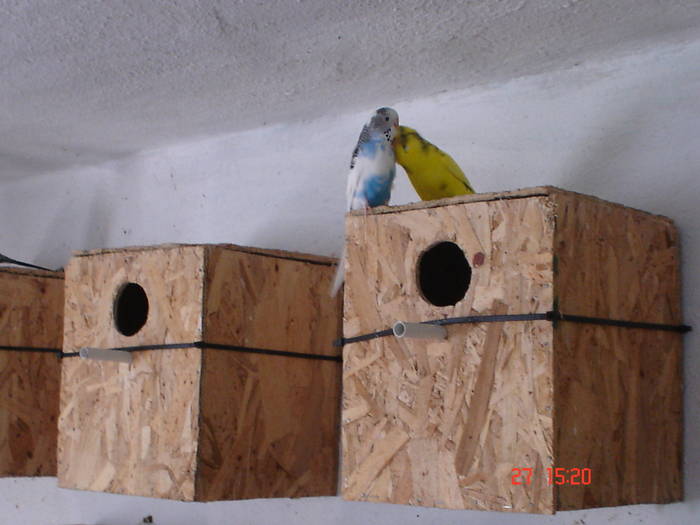 DSC05878 - PERUSI alte poze 2009