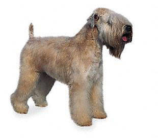 soft_coated_wheaten_terrier - Terriers