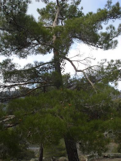 Picture 666; Muntii Troodos
