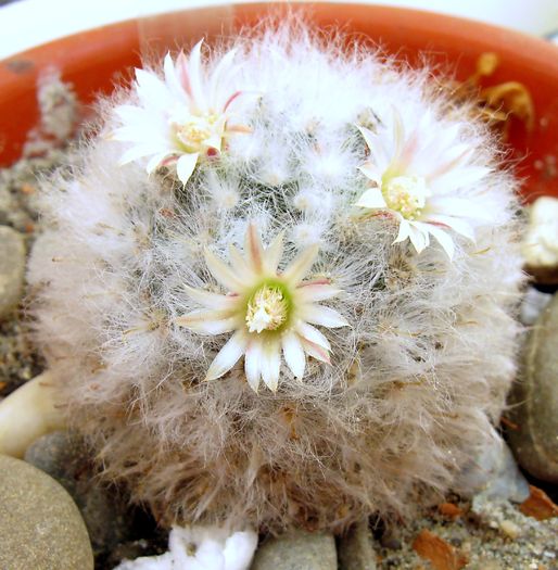 Mammillaria bocasana v. multilanata-flori - Mammillaria