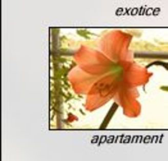 plante de apartament - Natura