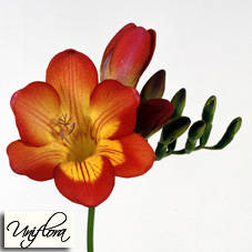 imagine_0[5] - poze multe