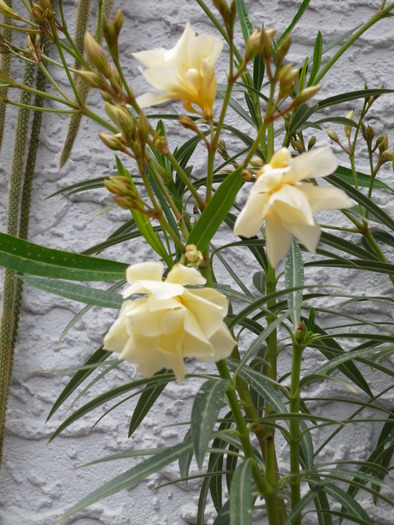 P1000248 - plante flori 2009