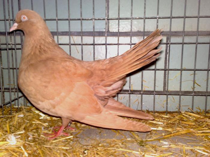 Orientalischer-Roller-(1)