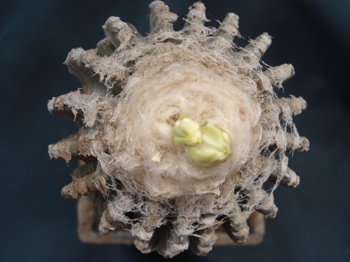 Discocactus horstii.