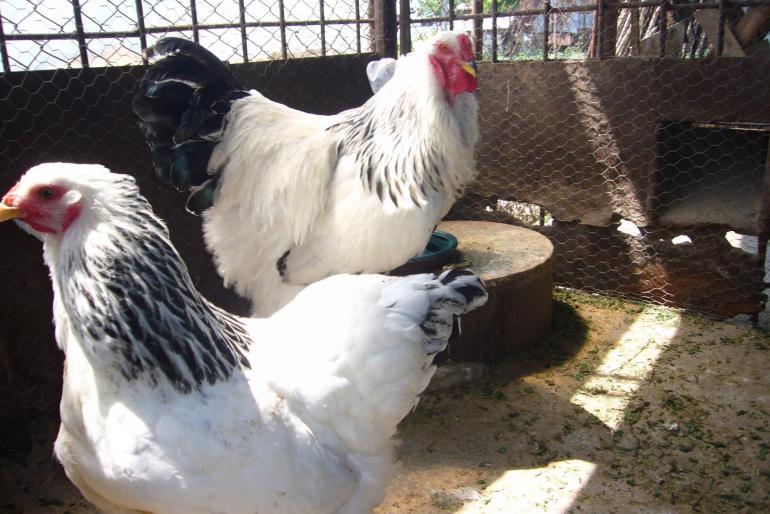 brahma herminat deschis