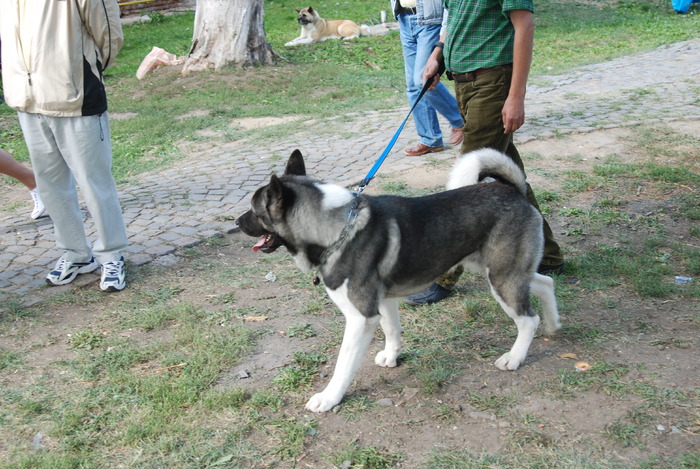 DSC_0073 - Concurs international de frumustete canina 2009 TgMures