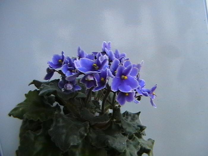 26.11 - violete 2009