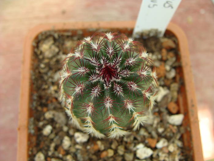 E.viridiflorus - Echinocereus