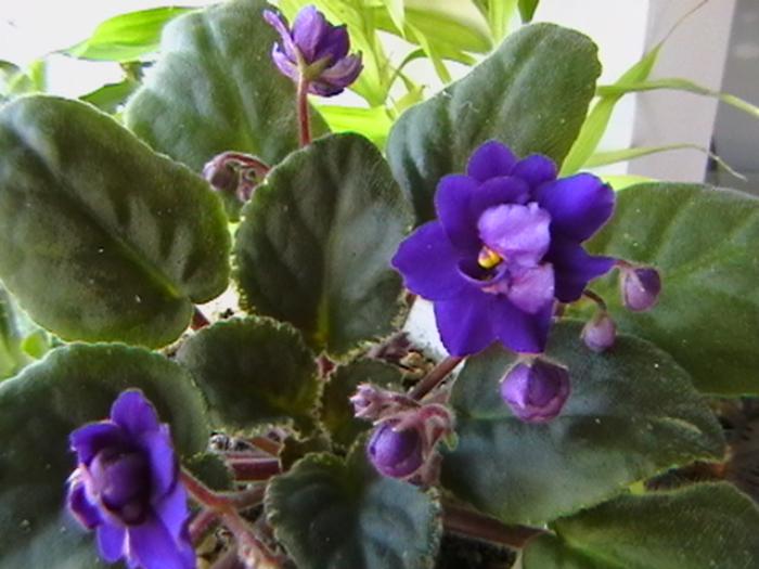 funamble2 - violete 2009