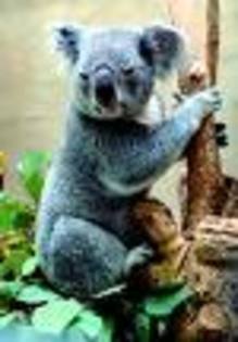 imagesCAWRKPG2 - Koala