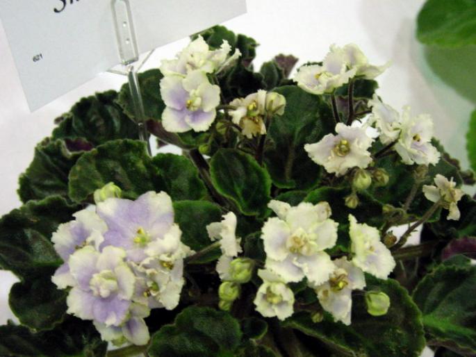 Tomorrows_Snowy_Night_2005avsa - violete de pe net 1