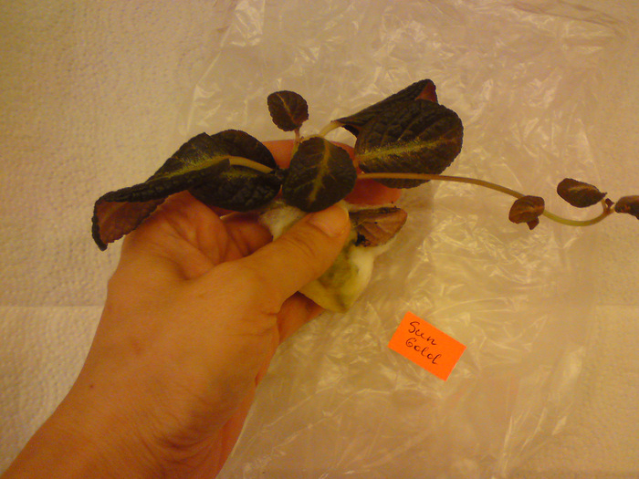 Episcia Lituania - Sun Gold; Episcia Lituania - Sun Gold
