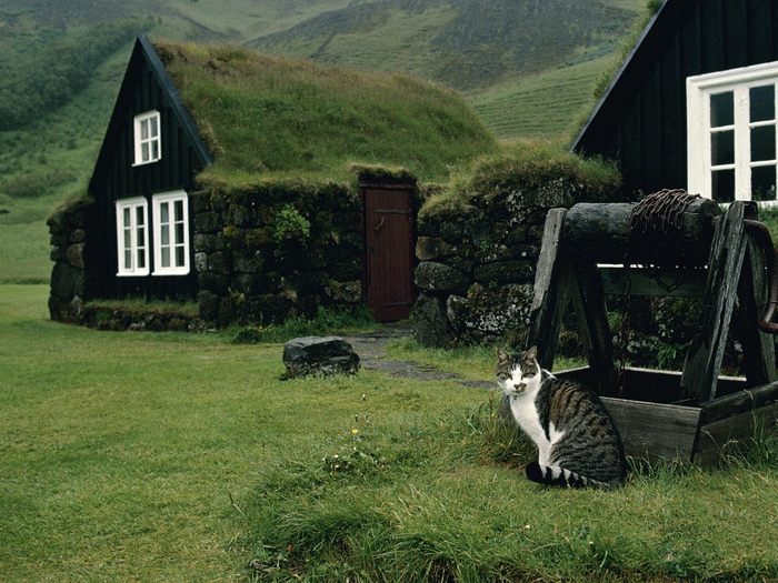The Museum Cat, Skogar Museum, Iceland - Wallpapers Premium