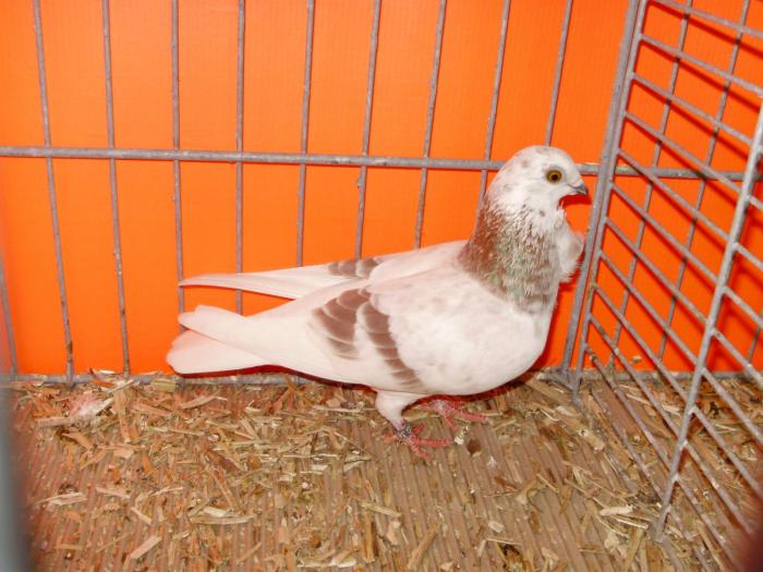 01338 fig 0 - 1505 partea 6