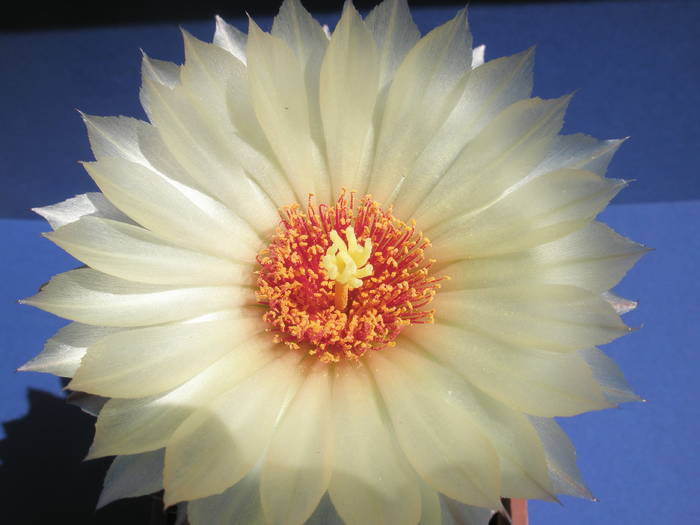 Coryphantha unicornis - floare