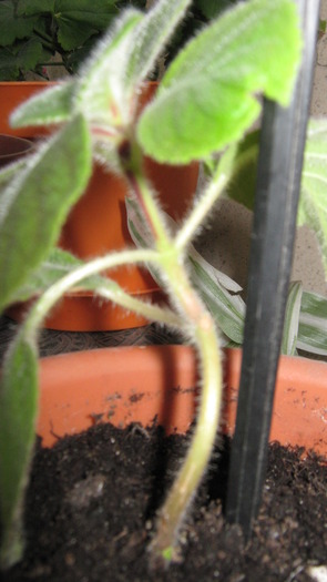 kohleria de la getama