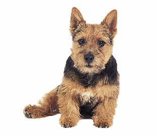 norwich_terrier