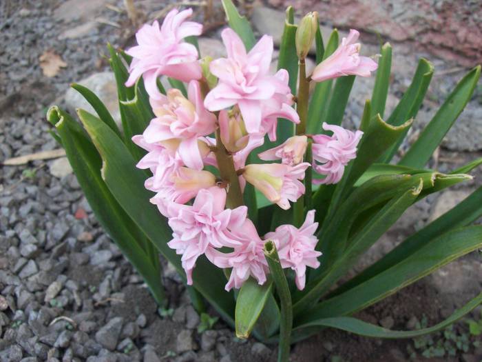 100_2403 - florile mele