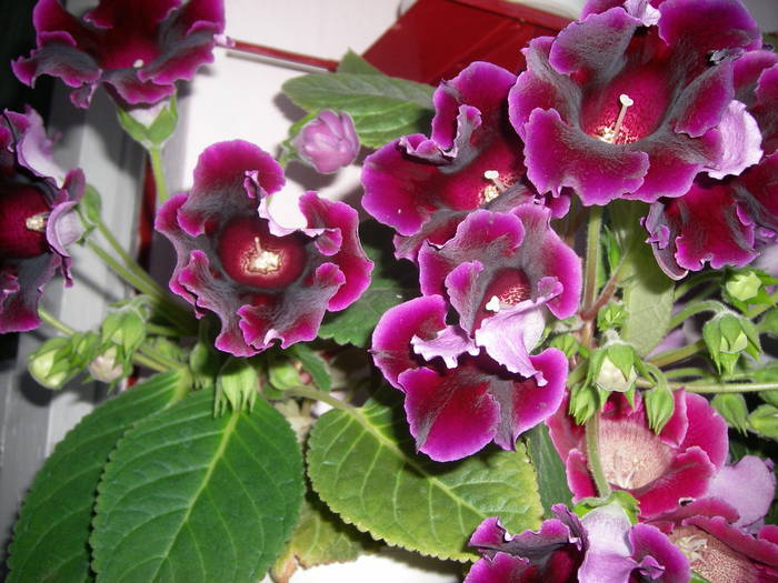 Gloxinia mov deschis