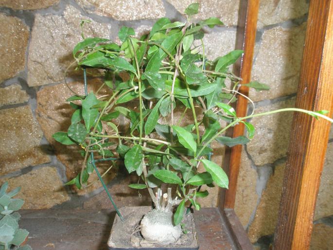 Fokea edulis - plante cu caudex