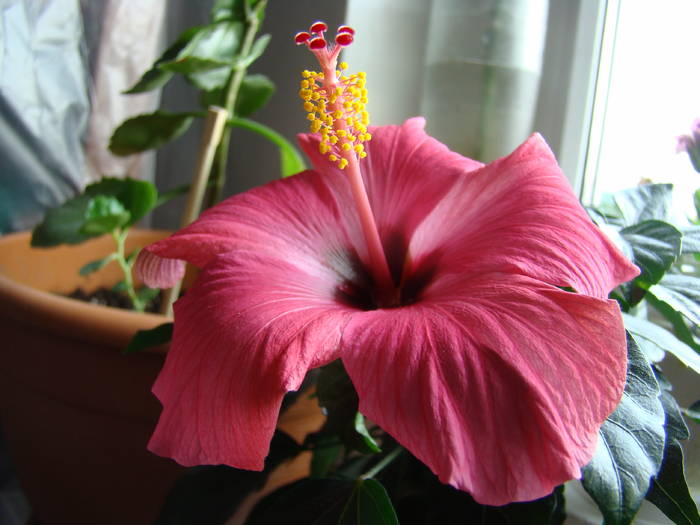 DSC07645 - Hibiscus 2009