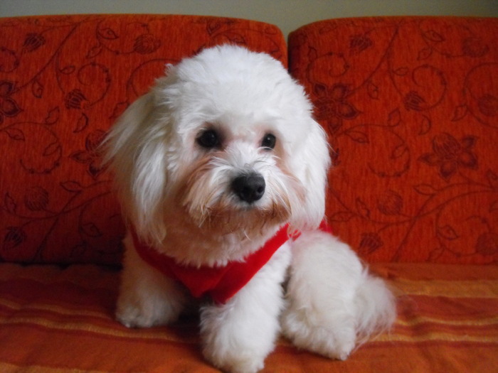 Ricky cel frumos