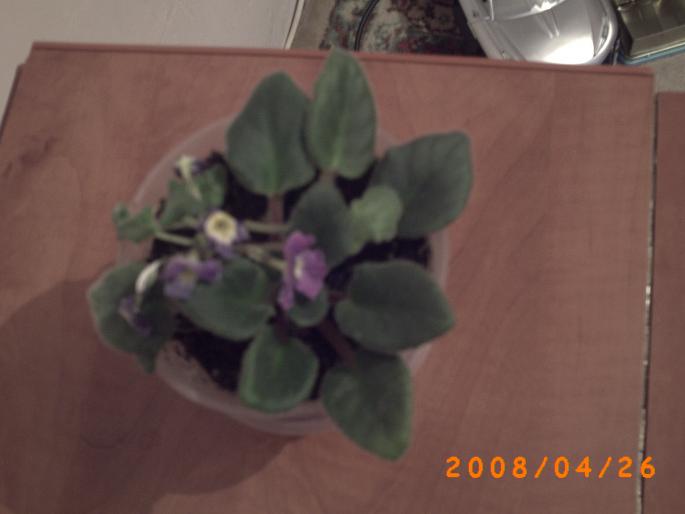 pui de violeta - florile mele-2008-martie