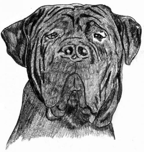 Bandog marble - NET grafica caini