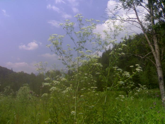 04072008100 - Vara peisaje