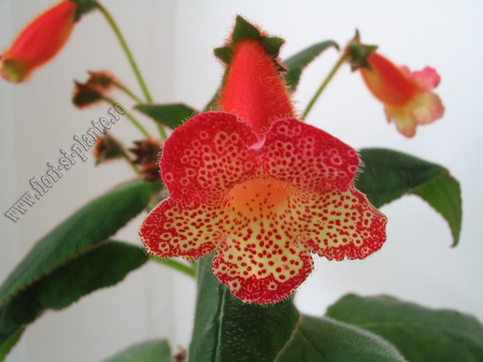 Kohleria Norrsken 3