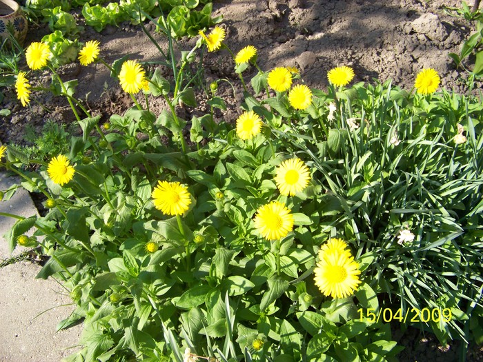 100_0556 - Primavara in curte  Timisoara