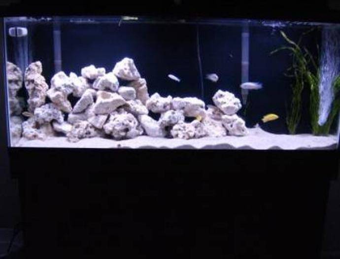 RHIOXTZRPESJEVQQYCF - Pentru ciclide africane