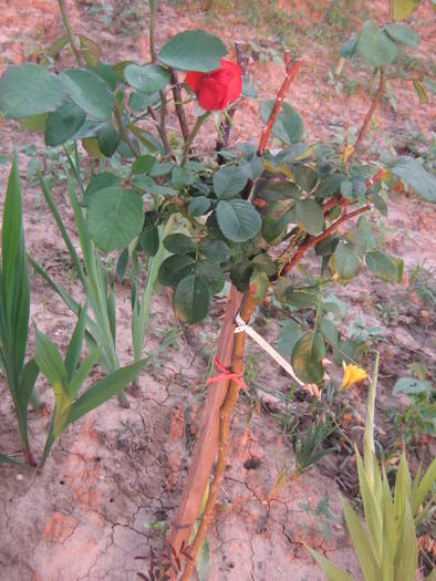 flori 200