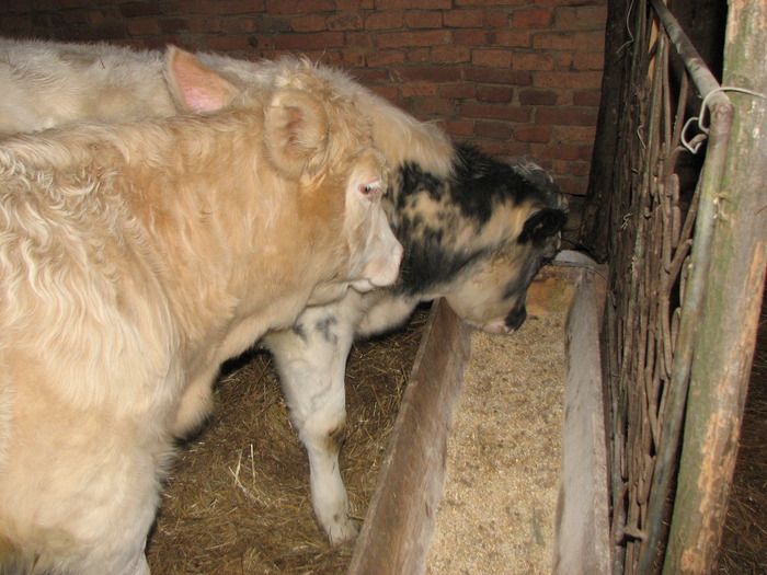 Expozitii  2010 560 - Vaci de carne - tineret femel