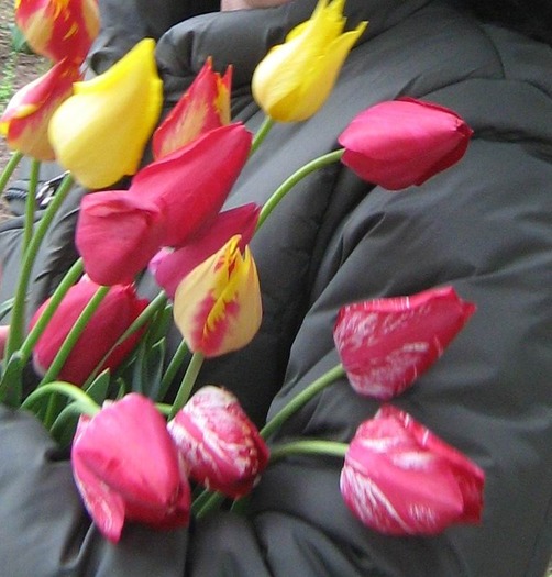 IMG_1081 - flori dragute