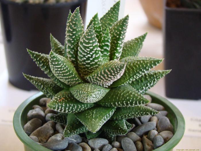 haworthia_baccata - Cactusi care m-au impresionat prin frumusete