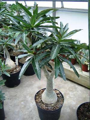 adenium somalense - plante cu caudex