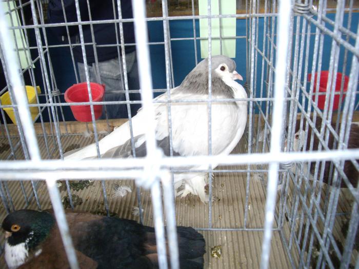 IMGP2855 - Expo Brasov 2009-porumbei