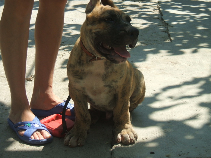 DSCF1582 - snoopyfightdogo  canario