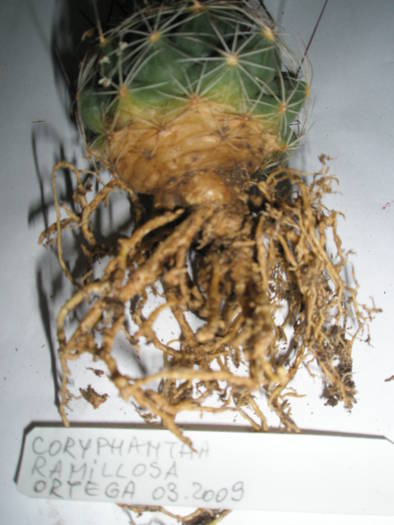 Coryphantha ramillosa - RADACINI de cactus