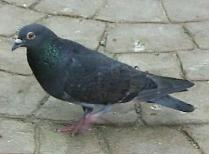 T-checker kite