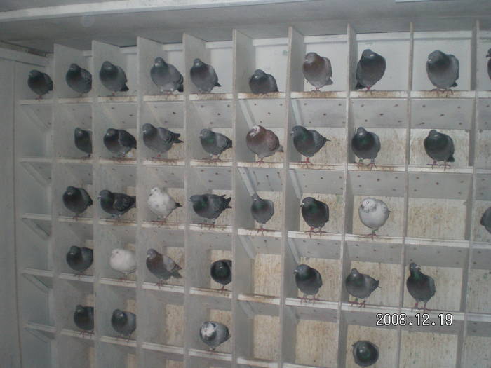 31 - porumbei Mihai si Gigi