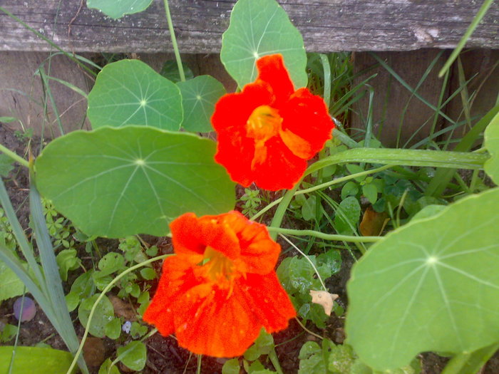 nasturel - Florile din gradina mea - 2009