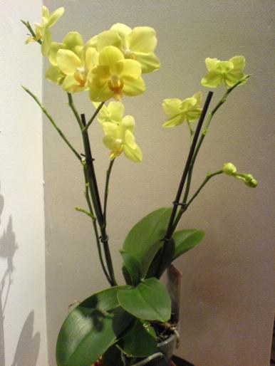phalaenopsis - orhidee